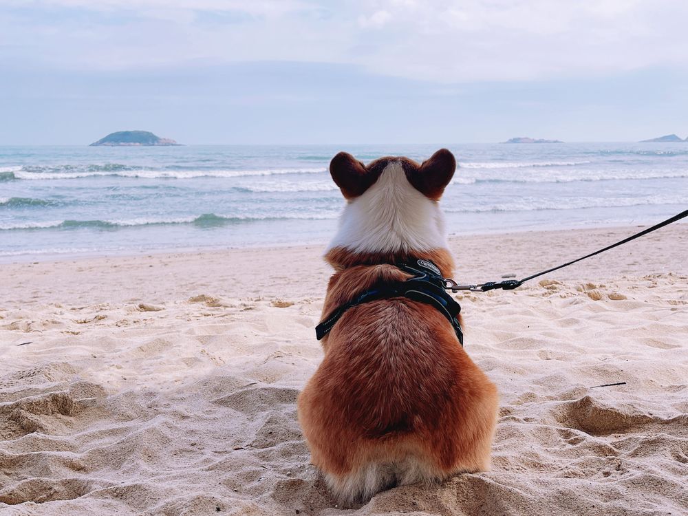 A dog wearing a harness on a beach