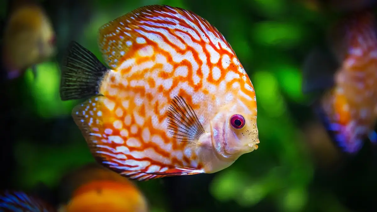 一条七彩神仙鱼在水族箱中游动。