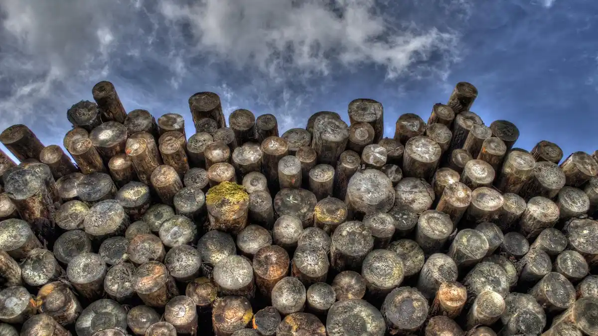 Logs and pieces of timber form a woodpile.