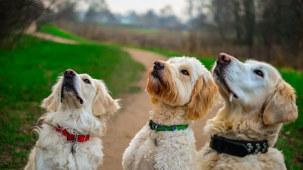 Dogs sitting for a treat.