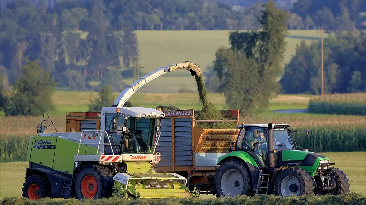 A forage harvester harvesting green fodder.