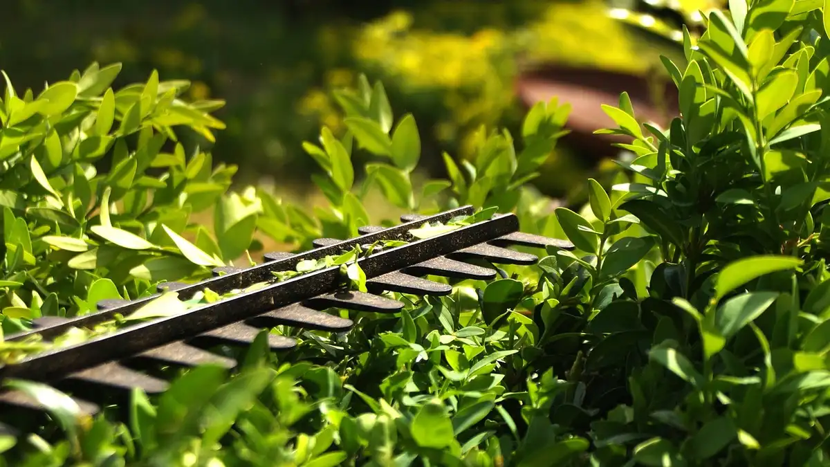 A gardener cutting a hedge with a hedge trimmer.