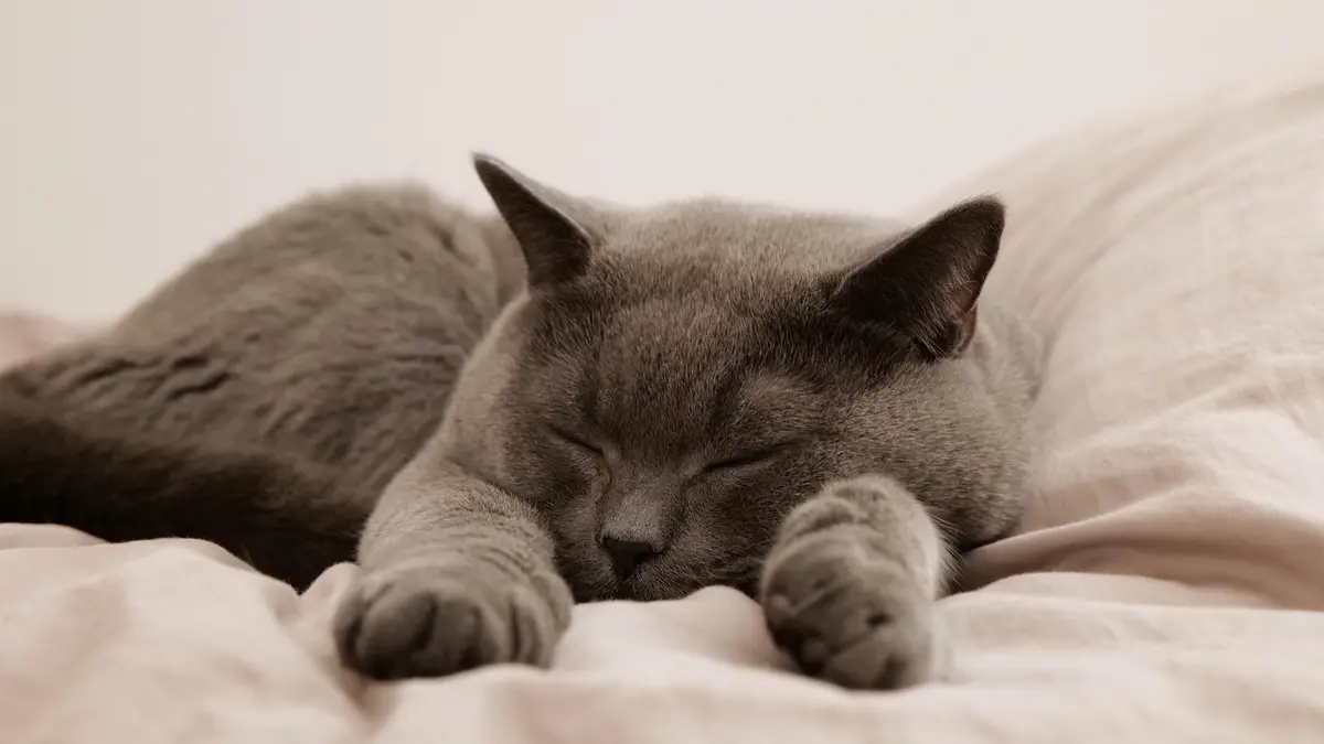 A cat sleeps in a bed.