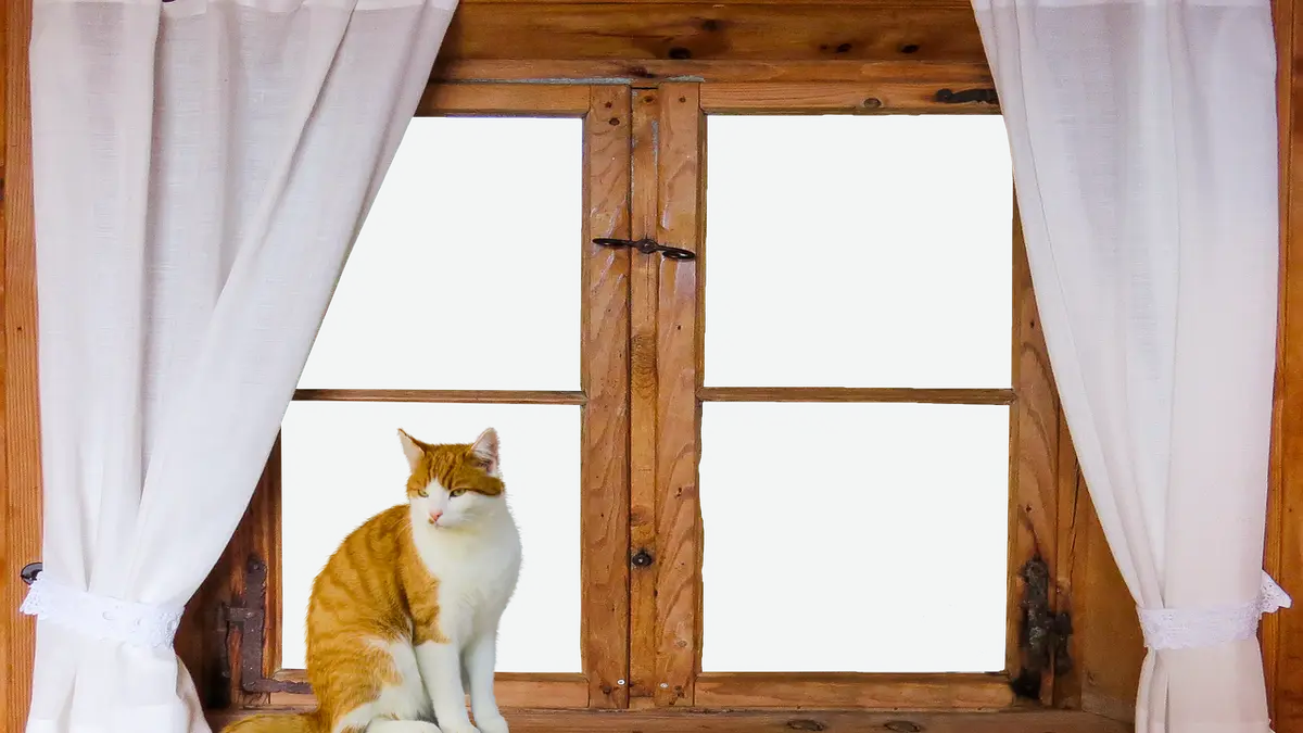 A cat at a wooden window with a curtain.